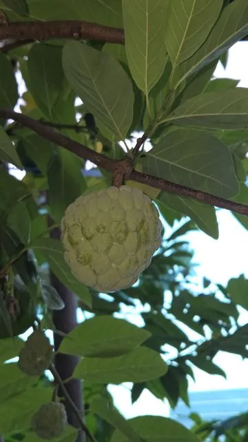 Foto de Annona squamosa L.