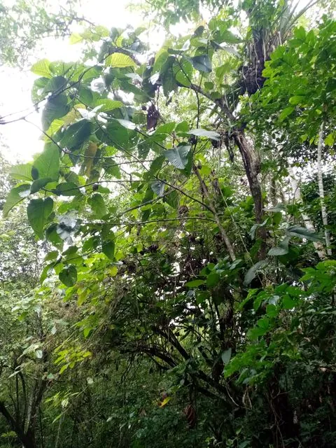 Foto de Coussapoa villosa Poepp. & Endl.