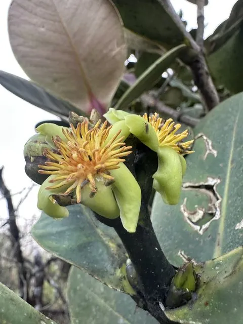 Foto de Clusia multiflora Kunth