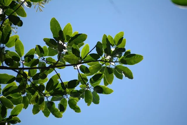 Foto de Ficus insipida Willd.
