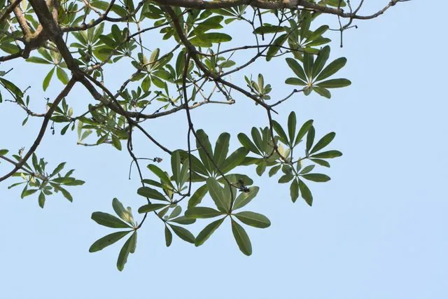 Foto de Alstonia scholaris (L.) R.Br.
