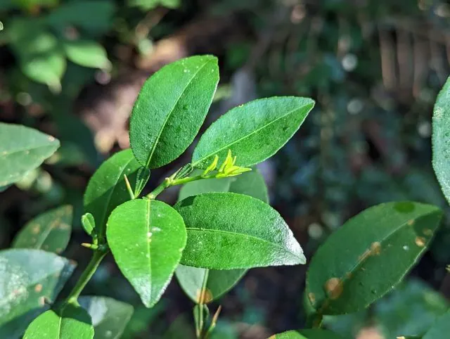 Foto de Citrus ×aurantiifolia (Christm.) Swingle