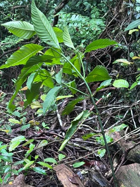 Foto de Palicourea guianensis Aubl.