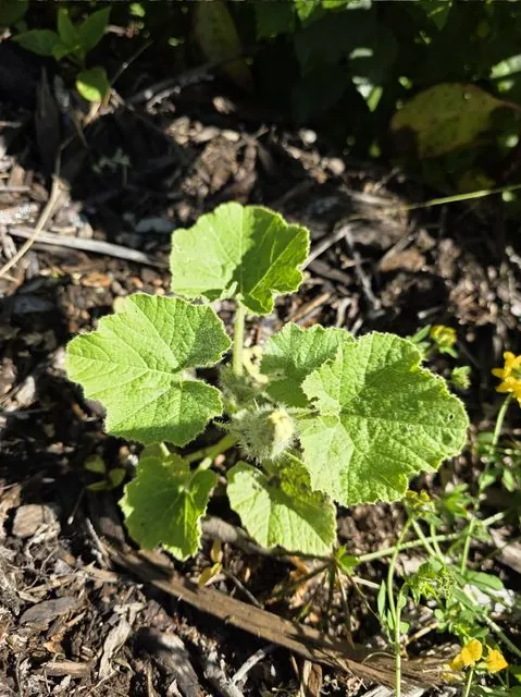 Foto de Cucurbita maxima Duchesne
