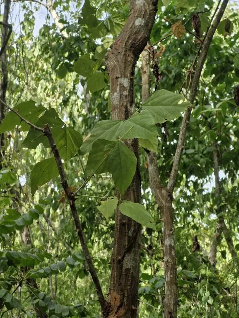 Foto de Erythrina lanata Rose
