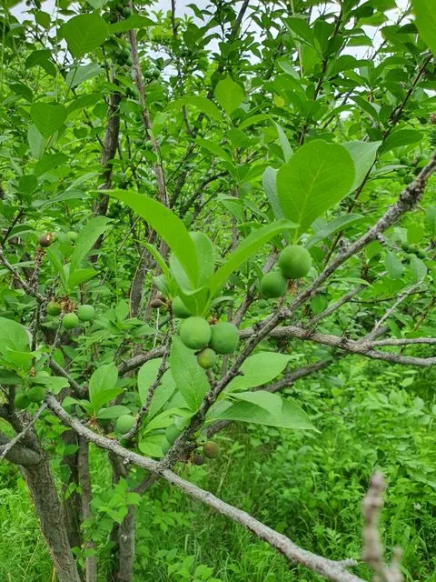 Foto de Prunus salicina Lindl.