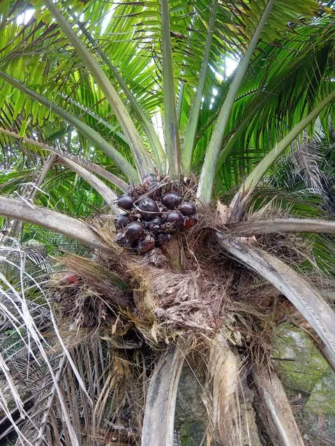 Foto de Elaeis guineensis Jacq.