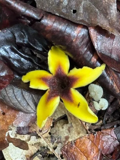 Foto de Genipa americana L.