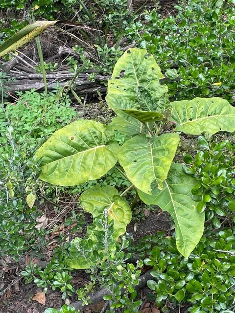 Foto de Solanum betaceum Cav.