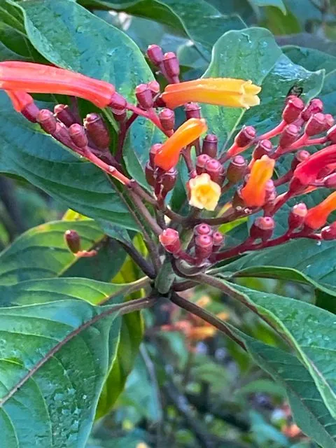 Foto de Hamelia patens Jacq.