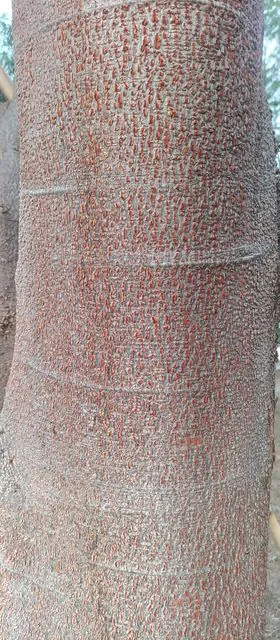 Foto de Enterolobium cyclocarpum (Jacq.) Griseb.