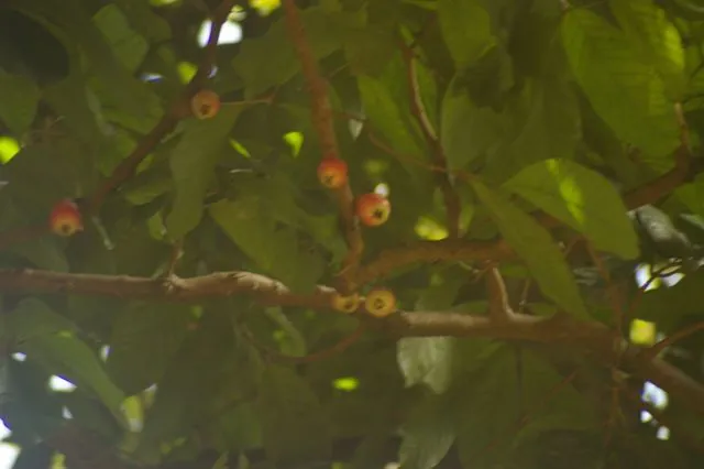 Foto de Syzygium malaccense (L.) Merr. & L.M.Perry