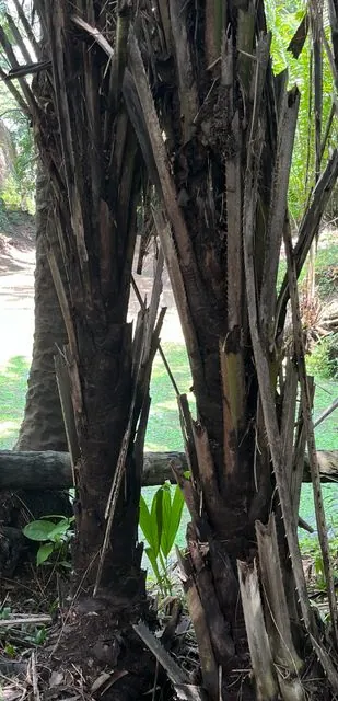 Foto de Elaeis guineensis Jacq.