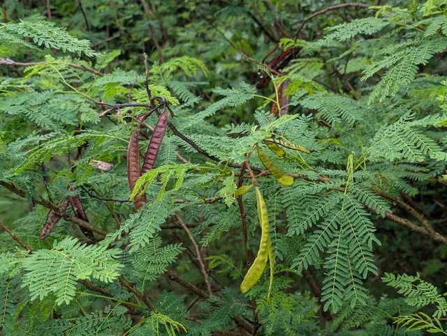 Foto de Leucaena leucocephala (Lam.) de Wit