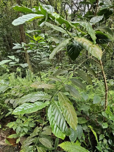Foto de Coffea arabica L.