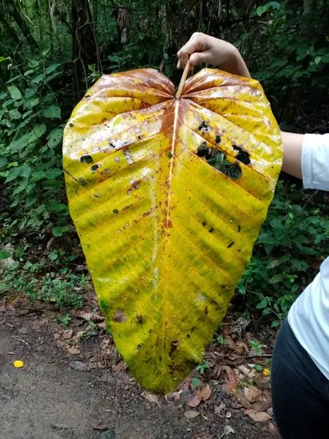 Foto de Coussapoa villosa Poepp. & Endl.