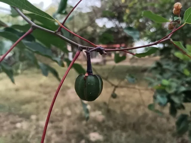 Foto de Manihot esculenta Crantz