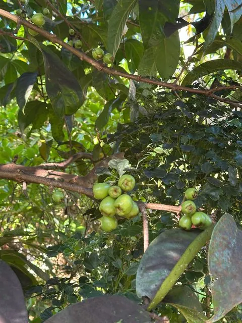 Foto de Syzygium malaccense (L.) Merr. & L.M.Perry