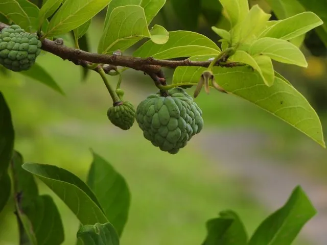 Foto de Annona squamosa L.