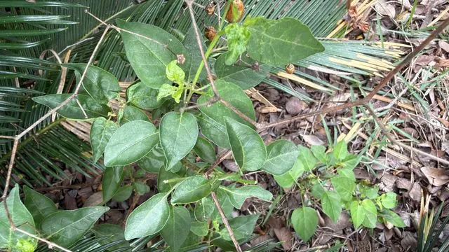Foto de Capsicum annuum L.