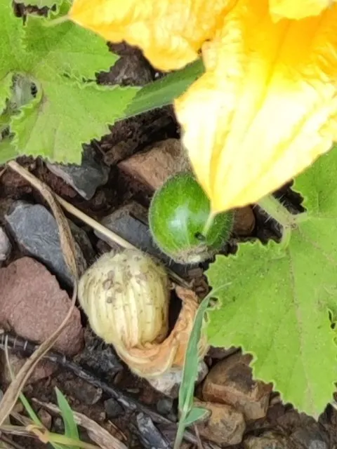 Foto de Cucurbita maxima Duchesne
