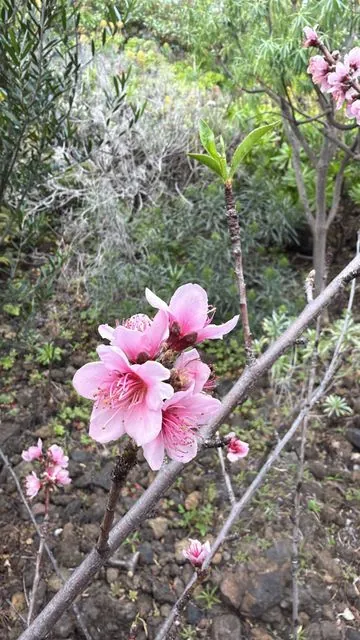 Foto de Prunus persica (L.) Stokes