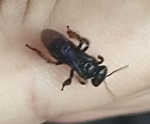 Foto de Trigona spinipes (Fabricius, 1793)