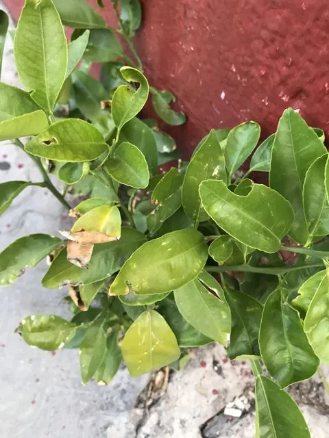 Foto de Citrus ×aurantiifolia (Christm.) Swingle