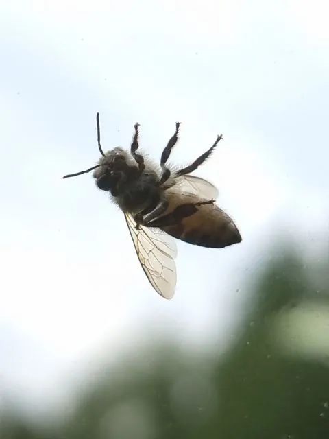 Foto de Apis cerana Fabricius, 1793