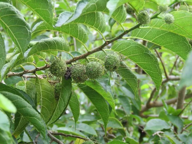 Foto de Maclura tinctoria (L.) D.Don ex Steud.