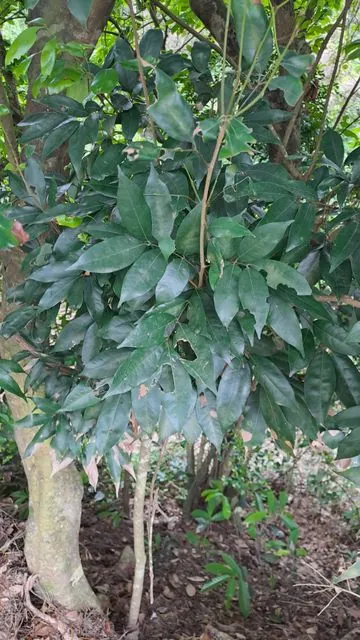Foto de Litchi chinensis Sonn.