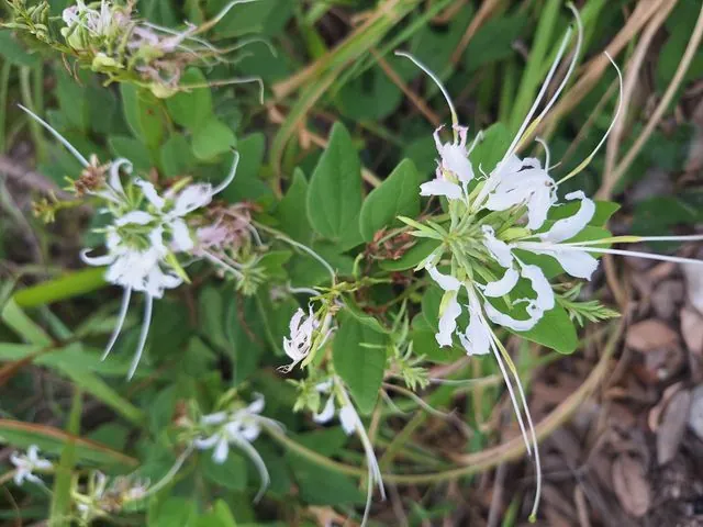 Foto de Bauhinia divaricata L.