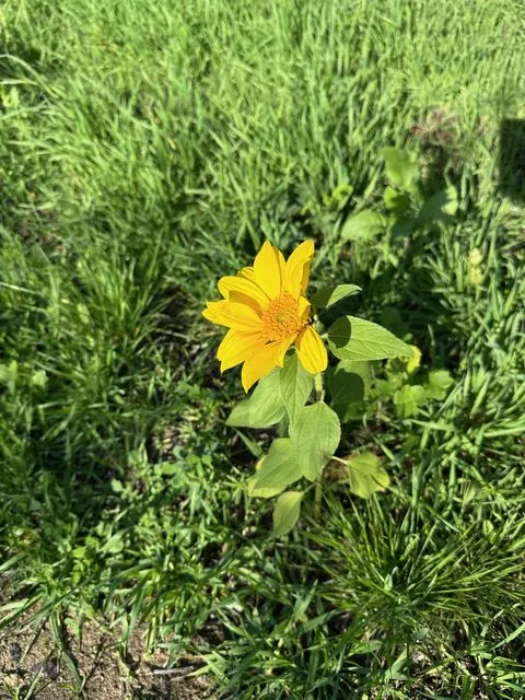Foto de Helianthus annuus L.