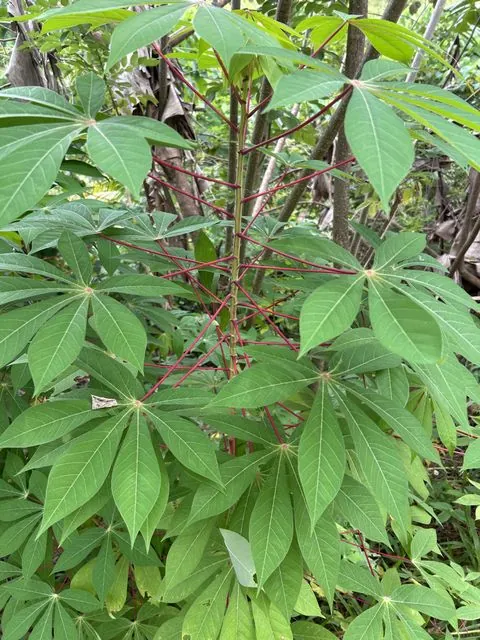 Foto de Manihot esculenta Crantz