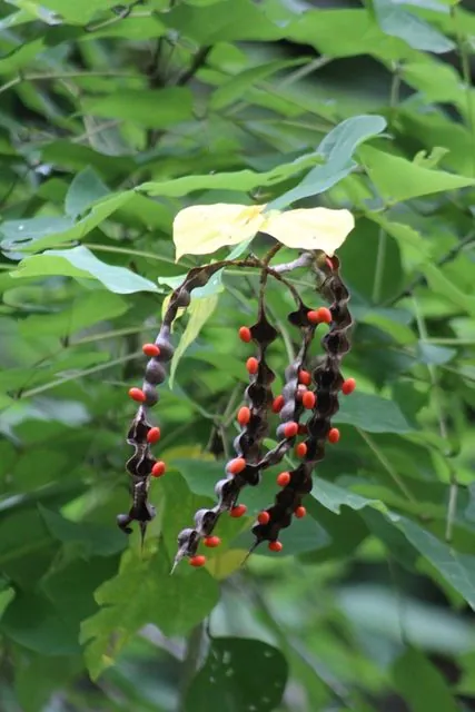 Foto de Erythrina lanata Rose