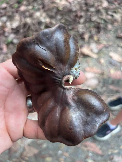 Foto de Enterolobium cyclocarpum (Jacq.) Griseb.