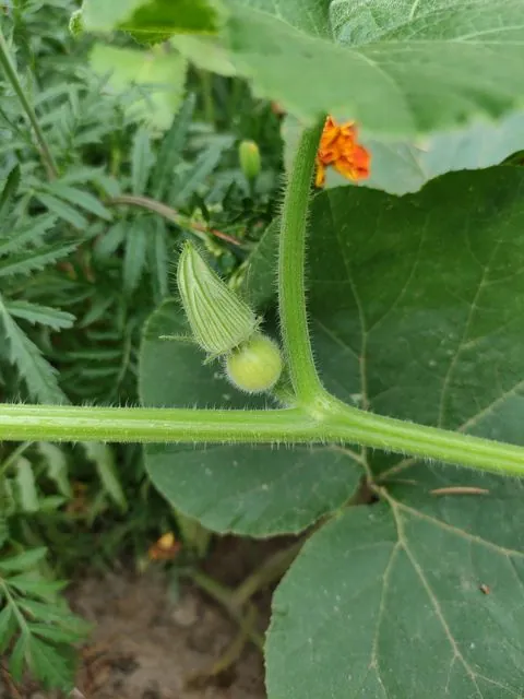 Foto de Cucurbita maxima Duchesne