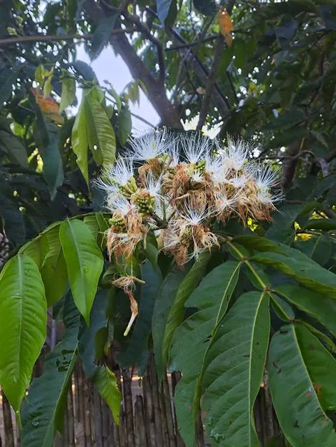 Foto de Inga edulis Mart.
