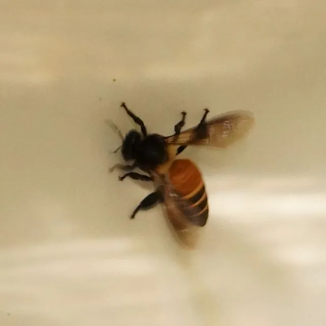 Foto de Apis dorsata Fabricius, 1793