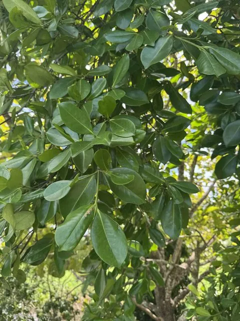 Foto de Carallia brachiata (Lour.) Merr.