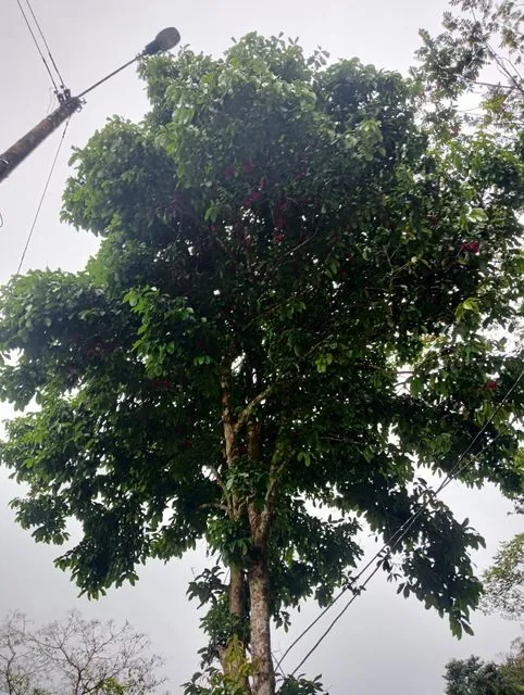 Foto de Syzygium malaccense (L.) Merr. & L.M.Perry