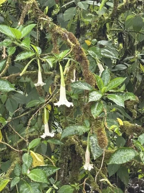 Foto de Brugmansia arborea (L.) Steud.