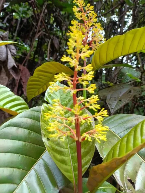 Foto de Palicourea guianensis Aubl.