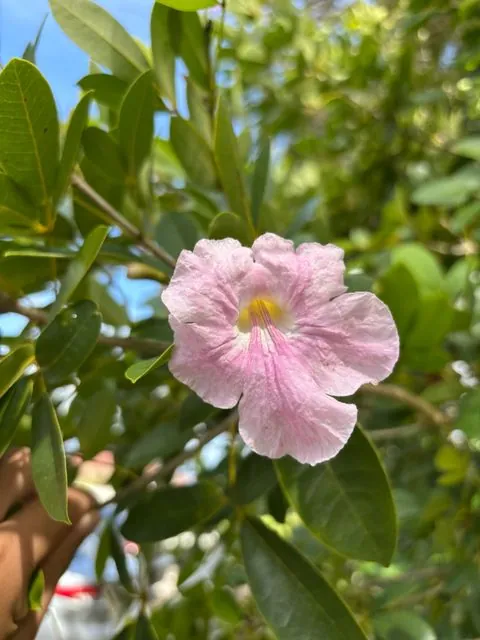 Foto de Tabebuia heterophylla (DC.) Britton