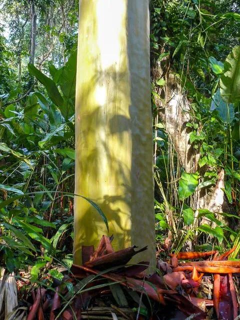 Foto de Calycophyllum spruceanum (Benth.) Hook.f. ex K.Schum.