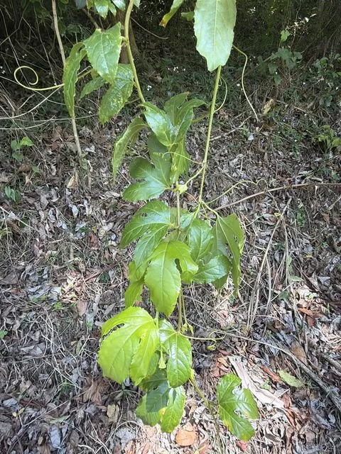 Foto de Passiflora edulis Sims