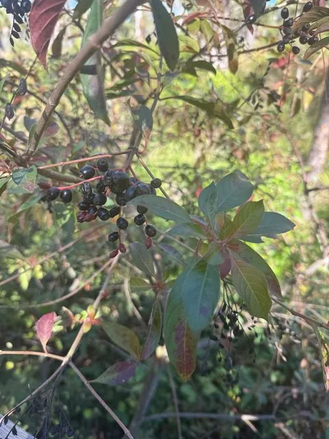 Foto de Hamelia patens Jacq.