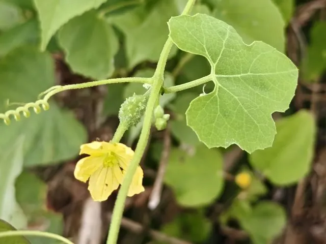 Foto de Luffa operculata (L.) Cogn.
