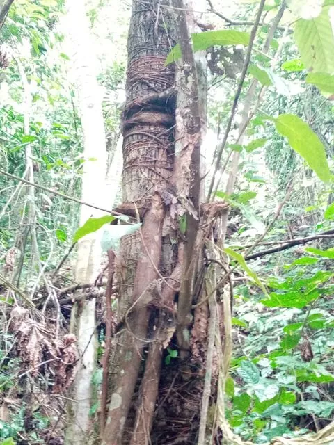Foto de Coussapoa villosa Poepp. & Endl.