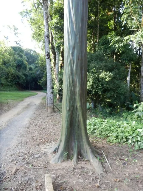 Foto de Calycophyllum spruceanum (Benth.) Hook.f. ex K.Schum.